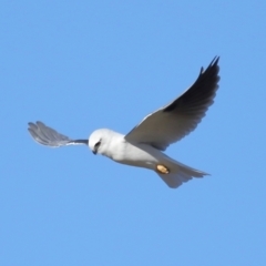 Elanus axillaris at Lawson North Grasslands - 15 Apr 2024