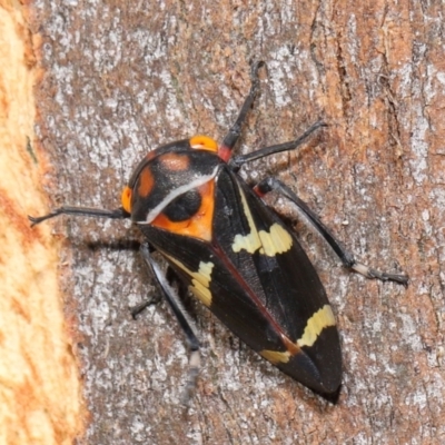 Eurymeloides pulchra (Gumtree hopper) at Lawson North Grasslands - 15 Apr 2024 by TimL