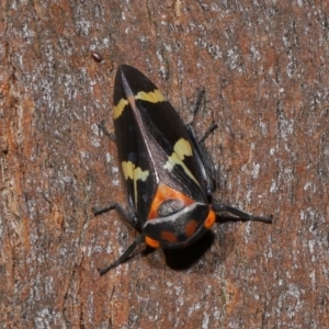 Eurymeloides pulchra at Lawson North Grasslands - 15 Apr 2024