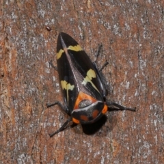 Eurymeloides pulchra at Lawson North Grasslands - 15 Apr 2024