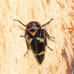 Eurymeloides pulchra at Lawson North Grasslands - 15 Apr 2024