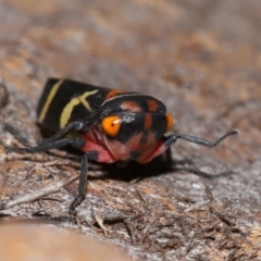 Eurymeloides pulchra at Lawson North Grasslands - 15 Apr 2024