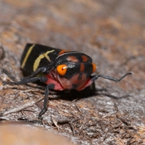 Eurymeloides pulchra at Lawson North Grasslands - 15 Apr 2024