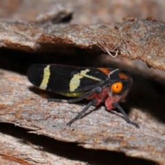 Eurymeloides pulchra at Lawson North Grasslands - 15 Apr 2024