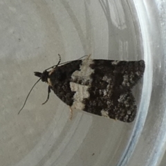 Dichelia cosmopis (A Tortricid moth) at QPRC LGA - 16 Apr 2024 by Paul4K