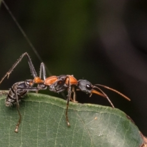 Myrmecia nigrocincta at Dee Why, NSW - 14 Apr 2024 10:16 AM