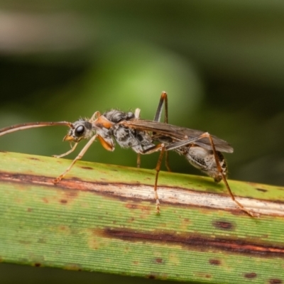 Myrmecia nigrocincta (Jumper ant, jumping jack) at Dee Why, NSW - 14 Apr 2024 by Roger