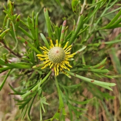 Isopogon anemonifolius (Common Drumsticks) at Blue Mountains National Park - 17 Apr 2024 by MatthewFrawley