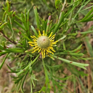 Isopogon anemonifolius at Blue Mountains National Park - suppressed