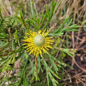 Isopogon anemonifolius at Blue Mountains National Park - suppressed