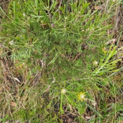 Isopogon anemonifolius at Blue Mountains National Park - suppressed