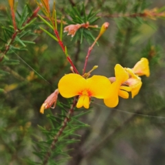 Dillwynia retorta (Heathy Parrot-Pea) at Blue Mountains National Park - 17 Apr 2024 by MatthewFrawley