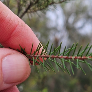 Dillwynia retorta at Blue Mountains National Park - 17 Apr 2024 08:29 AM