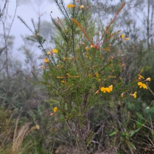 Dillwynia retorta at Blue Mountains National Park - 17 Apr 2024 08:29 AM