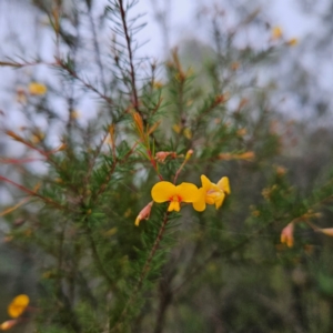 Dillwynia retorta at Blue Mountains National Park - 17 Apr 2024 08:29 AM