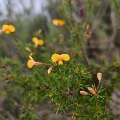 Dillwynia retorta at Blue Mountains National Park - 17 Apr 2024