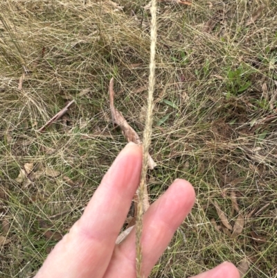 Sporobolus africanus (Parramatta Grass, Rat's Tail Grass) at Cook, ACT - 17 Apr 2024 by lbradley