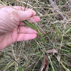 Sporobolus africanus at Cook, ACT - 17 Apr 2024 10:54 AM