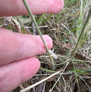 Eragrostis curvula at GG292 - 17 Apr 2024