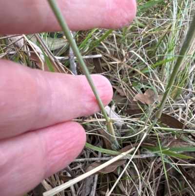 Eragrostis curvula (African Lovegrass) at Cook, ACT - 17 Apr 2024 by lbradley