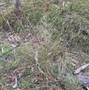 Eragrostis curvula at GG292 - 17 Apr 2024