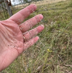 Eragrostis curvula at Cook, ACT - 17 Apr 2024 10:56 AM