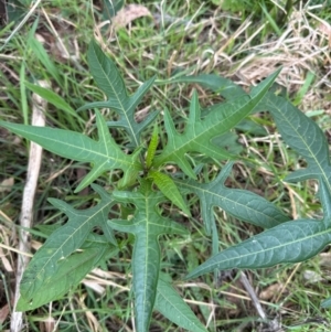 Solanum aviculare at Cook, ACT - 17 Apr 2024