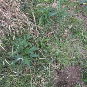 Solanum aviculare at Cook, ACT - 17 Apr 2024 11:00 AM