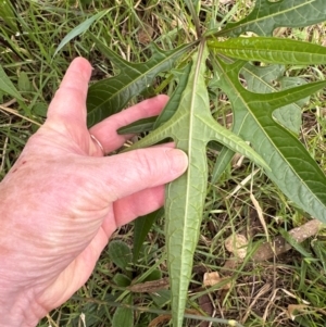Solanum aviculare at Aranda Bushland - 17 Apr 2024