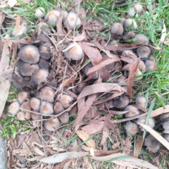 Coprinellus etc. (An Inkcap) at Australian National University - 16 Apr 2024 by LouGaffey