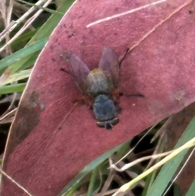 Calliphoridae (family) (Unidentified blowfly) at Cook, ACT - 17 Apr 2024 by lbradley