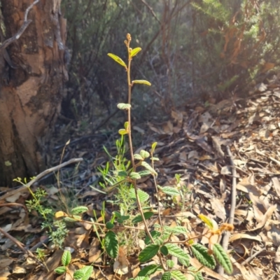 Pomaderris betulina subsp. actensis (Canberra Pomaderris) at Bullen Range - 16 Apr 2024 by Mike