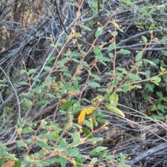 Pomaderris betulina subsp. actensis at Bullen Range - 16 Apr 2024