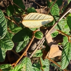 Pomaderris betulina subsp. actensis at Bullen Range - 16 Apr 2024