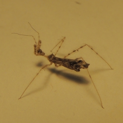 Empicoris sp. (genus) (Thread-legged assassin bug) at Conder, ACT - 30 Nov 2023 by michaelb