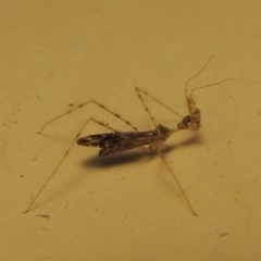 Empicoris sp. (genus) at Pollinator-friendly garden Conder - 30 Nov 2023 06:46 PM