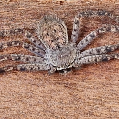 Isopedella pessleri (A huntsman spider) at Mitchell, ACT - 17 Apr 2024 by trevorpreston