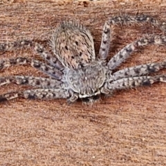 Isopedella pessleri (A huntsman spider) at Mitchell, ACT - 17 Apr 2024 by trevorpreston