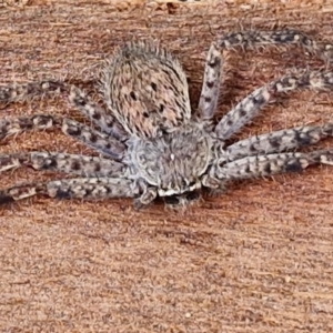 Unidentified Huntsman spider (Sparassidae) at suppressed by trevorpreston