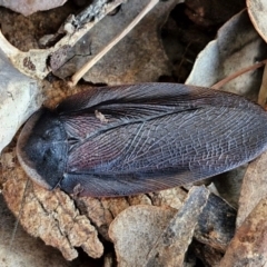 Laxta granicollis (Common bark or trilobite cockroach) at Mitchell, ACT - 17 Apr 2024 by trevorpreston