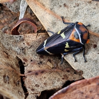 Eurymeloides pulchra (Gumtree hopper) at Mitchell, ACT - 17 Apr 2024 by trevorpreston