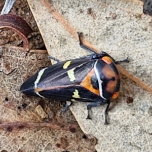 Eurymeloides pulchra at Crace Grasslands - 17 Apr 2024 11:41 AM