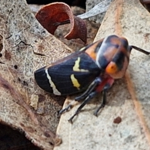 Eurymeloides pulchra at Crace Grasslands - 17 Apr 2024 11:41 AM