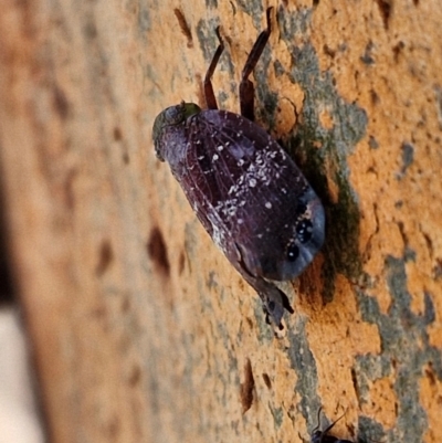 Platybrachys decemmacula (Green-faced gum hopper) at Mitchell, ACT - 17 Apr 2024 by trevorpreston