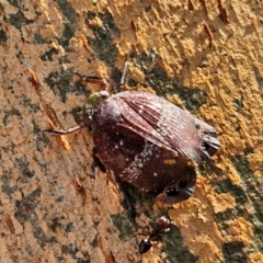 Platybrachys decemmacula at Crace Grasslands - 17 Apr 2024