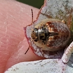 Paropsisterna m-fuscum (Eucalyptus Leaf Beetle) at Crace Grasslands - 17 Apr 2024 by trevorpreston