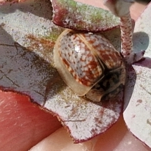 Paropsisterna m-fuscum at Crace Grasslands - 17 Apr 2024