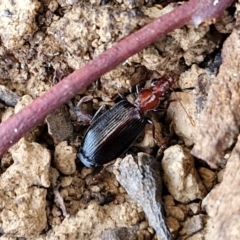 Demetrida suturata (Arboreal carab beetle) at Crace Grasslands - 17 Apr 2024 by trevorpreston