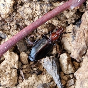 Unidentified Carab beetle (Carabidae) at suppressed by trevorpreston