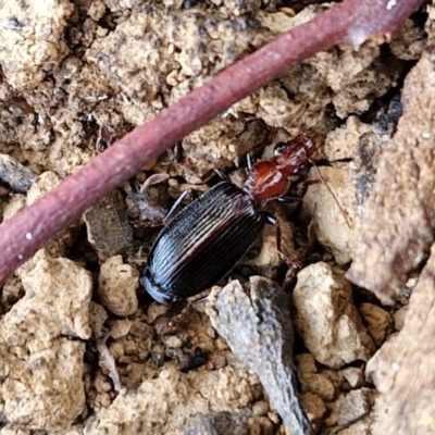 Unidentified Carab beetle (Carabidae) at Crace Grasslands - 17 Apr 2024 by trevorpreston
